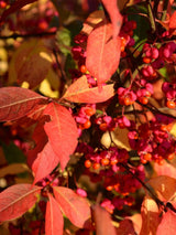 Artikelbild für Pfaffenhütchen Euonymus europaeus im Onlineshop der Bohlken Baumschulen