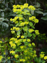 Mandelblättrige Wolfsmilch, Euphorbia amygdaloides var. robbiae kaufen im Online-Shop der Bohlken-Baumschulen