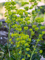 Mandelblättrige Wolfsmilch, Euphorbia amygdaloides var. robbiae kaufen im Online-Shop der Bohlken-Baumschulen