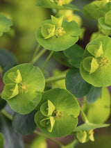 Mandelblättrige Wolfsmilch, Euphorbia amygdaloides var. robbiae kaufen im Online-Shop der Bohlken-Baumschulen