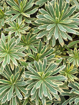 Weißbunte Mittelmeer-Wolfsmilch, Palisaden-Wolfsmilch, Euphorbia characias 'Silver Swan' kaufen im Online-Shop der Bohlken Baumschulen