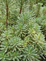Weißbunte Mittelmeer-Wolfsmilch, Palisaden-Wolfsmilch, Euphorbia characias 'Silver Swan' kaufen im Online-Shop der Bohlken Baumschulen