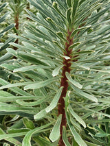 Weißbunte Mittelmeer-Wolfsmilch, Palisaden-Wolfsmilch, Euphorbia characias 'Silver Swan' kaufen im Online-Shop der Bohlken Baumschulen