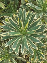 Weißbunte Mittelmeer-Wolfsmilch, Palisaden-Wolfsmilch, Euphorbia characias 'Silver Swan' kaufen im Online-Shop der Bohlken Baumschulen