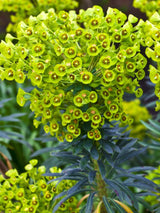 Mittelmeer-Wolfsmilch, Euphorbia characias ssp. wulfenii kaufen im Online-Shop der Bohlken Baumschulen