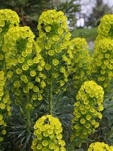 Mittelmeer-Wolfsmilch, Euphorbia characias ssp. wulfenii kaufen im Online-Shop der Bohlken Baumschulen