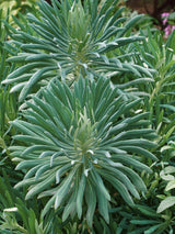 Mittelmeer-Wolfsmilch, Euphorbia characias ssp. wulfenii kaufen im Online-Shop der Bohlken Baumschulen