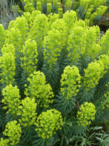 Mittelmeer-Wolfsmilch, Euphorbia characias ssp. wulfenii kaufen im Online-Shop der Bohlken Baumschulen