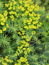 Zypressen-Wolfsmilch, Euphorbia cyparissias kaufen im Online-Shop der Bohlken Baumschulen