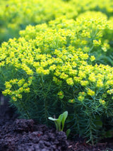 Zypressen-Wolfsmilch, Euphorbia cyparissias kaufen im Online-Shop der Bohlken Baumschulen