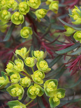 Zypressen-Wolfsmilch 'Clarice Howard'