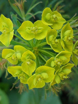 Zypressen-Wolfsmilch 'Clarice Howard'