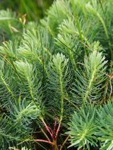 Zypressen-Wolfsmilch 'Clarice Howard'