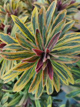 Rouys Wolfsmilch, Euphorbia x martinii 'Ascot Rainbow' kaufen im Online-Shop der Bohlken Baumschulen