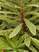 Rouys Wolfsmilch, Euphorbia x martinii 'Ascot Rainbow' kaufen im Online-Shop der Bohlken Baumschulen
