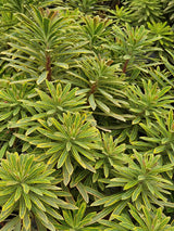 Rouys Wolfsmilch, Euphorbia x martinii 'Ascot Rainbow' kaufen im Online-Shop der Bohlken Baumschulen