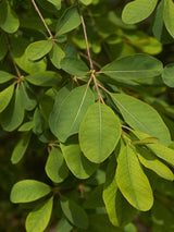 Prunkspiere, Exochorda racemosa 'Blushing Pearl' ® kaufen im Online-Shop der Bohlken Baumschulen