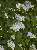 Prunkspiere, Exochorda racemosa 'Blushing Pearl' ® kaufen im Online-Shop der Bohlken Baumschulen