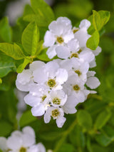 Prunkspiere, Exochorda racemosa 'Niagara' kaufen im Online-Shop der Bohlken Baumschulen