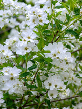 Prunkspiere, Exochorda racemosa 'Niagara' kaufen im Online-Shop der Bohlken Baumschulen
