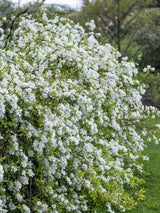 Prunkspiere, Exochorda racemosa 'Niagara' kaufen im Online-Shop der Bohlken Baumschulen