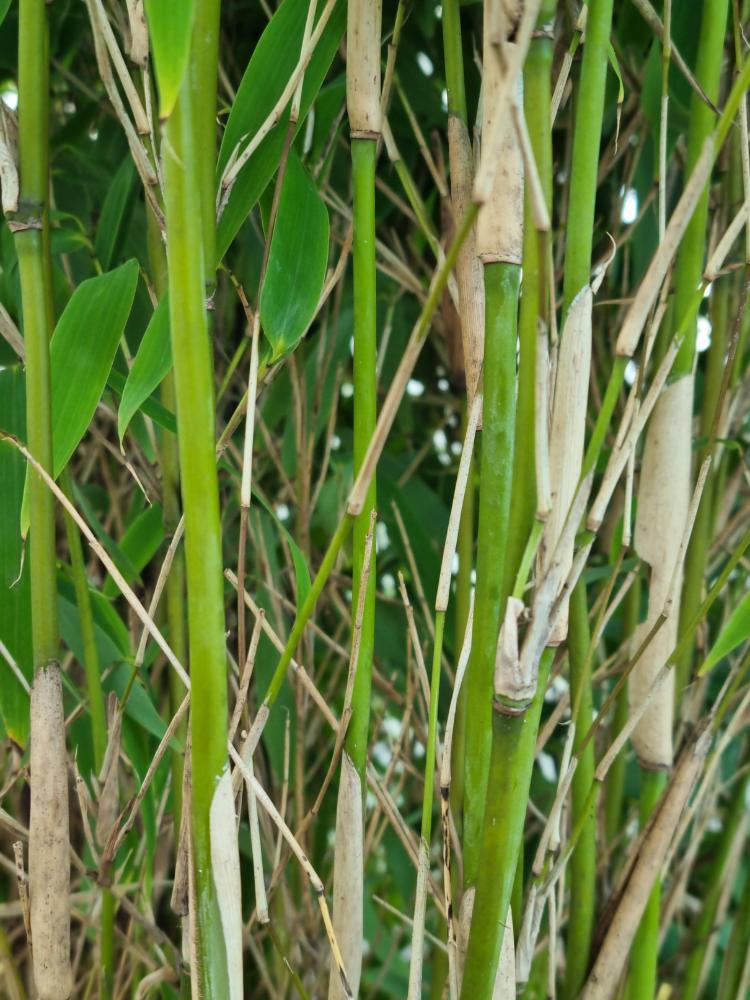 Jetzt Elfenbeinbambus 'Ivory Ibis' ® online kaufen bei Bohlken  Pflanzenversand – Bohlken Pflanzenversand GbR