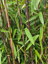 Roter Jade-Bambus, Fargesia speziosa 'Jiuzhaigou 1' kaufen im Online-Shop der Bohlken Baumschulen