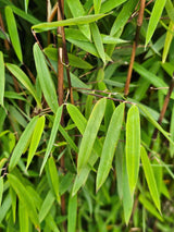 Roter Jade-Bambus, Fargesia speziosa 'Jiuzhaigou 1' kaufen im Online-Shop der Bohlken Baumschulen