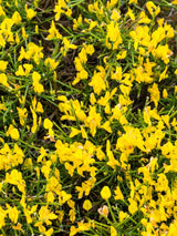 Steinginster, Genista lydia kaufen im Online-Shop der Bohlken Baumschulen