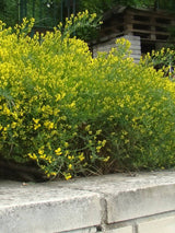 Steinginster, Genista lydia kaufen im Online-Shop der Bohlken Baumschulen