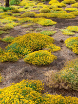 Steinginster, Genista lydia kaufen im Online-Shop der Bohlken Baumschulen
