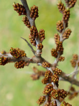 Bild von Sanddorn männlich 'Pollmix' im Onlineshop von Bohlken Pflanzenversand GbR