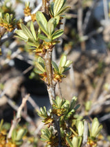 Bild von Sanddorn männlich 'Pollmix' im Onlineshop von Bohlken Pflanzenversand GbR