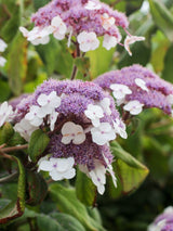 Fellhortensie, Samthortensie, Hydrangea aspera 'Mauvette' kaufen im Online-Shop der Bohlken Baumschulen