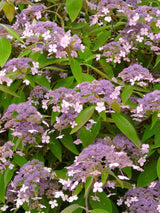 Fellhortensie, Samthortensie, Hydrangea aspera 'Mauvette' kaufen im Online-Shop der Bohlken Baumschulen