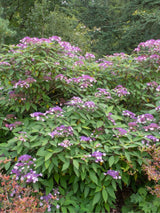 Fellhortensie, Samthortensie, Hydrangea aspera 'Mauvette' kaufen im Online-Shop der Bohlken Baumschulen