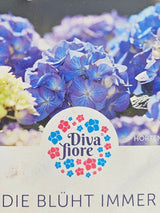 Bauernhortensie Hydrangea macrophylla 'Diva Fiore' ® blau kaufen im Online-Shop der Bohlken Baumschulen