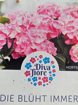 Bauernhortensie Hydrangea macrophylla 'Diva Fiore' ® rosa kaufen im Online-Shop der Bohlken Baumschulen