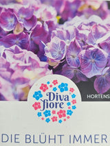 Bauernhortensie Hydrangea macrophylla 'Diva Fiore' ® violett kaufen im Online-Shop der Bohlken Baumschulen