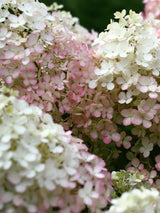 Artikelbild für Rispenhortensie Hydrangea paniculata 'Bobo'® im Onlineshop der Bohlken Baumschulen