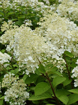 Artikelbild für Rispenhortensie Hydrangea paniculata 'Bobo'® im Onlineshop der Bohlken Baumschulen