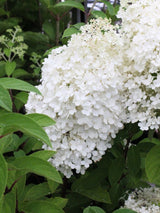 Artikelbild für Rispenhortensie Hydrangea paniculata 'Bobo'® im Onlineshop der Bohlken Baumschulen