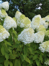 Rispenhortensie, Hydrangea paniculata 'Limelight' ® kaufen im Online-Shop der Bohlken Baumschulen