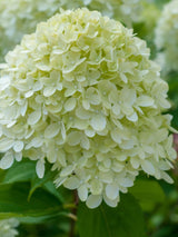 Rispenhortensie, Hydrangea paniculata 'Limelight' ® kaufen im Online-Shop der Bohlken Baumschulen
