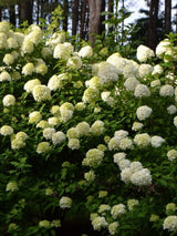 Rispenhortensie, Hydrangea paniculata 'Limelight' ® kaufen im Online-Shop der Bohlken Baumschulen