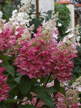 Hydrangea paniculata 'Pinky Winky' ®, Rispen Hortensie 'Pinky Winky'®  im Onlineshop der Bohlken Baumschulen