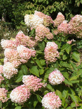 Rispenhortensie, Hydrangea paniculata 'Silver Dollar' kaufen im Online-Shop der Bohlken Baumschulen
