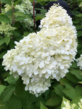 Rispenhortensie, Hydrangea paniculata 'Silver Dollar' kaufen im Online-Shop der Bohlken Baumschulen