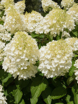 Rispenhortensie, Hydrangea paniculata 'Silver Dollar' kaufen im Online-Shop der Bohlken Baumschulen