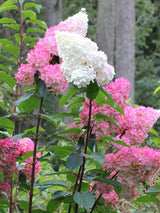 Bild von Rispen Hortensie 'Vanille Fraise'® im Onlineshop von Bohlken Pflanzenversand GbR